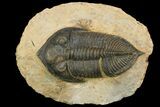 Bargain, Zlichovaspis Trilobite - Atchana, Morocco #138063-2